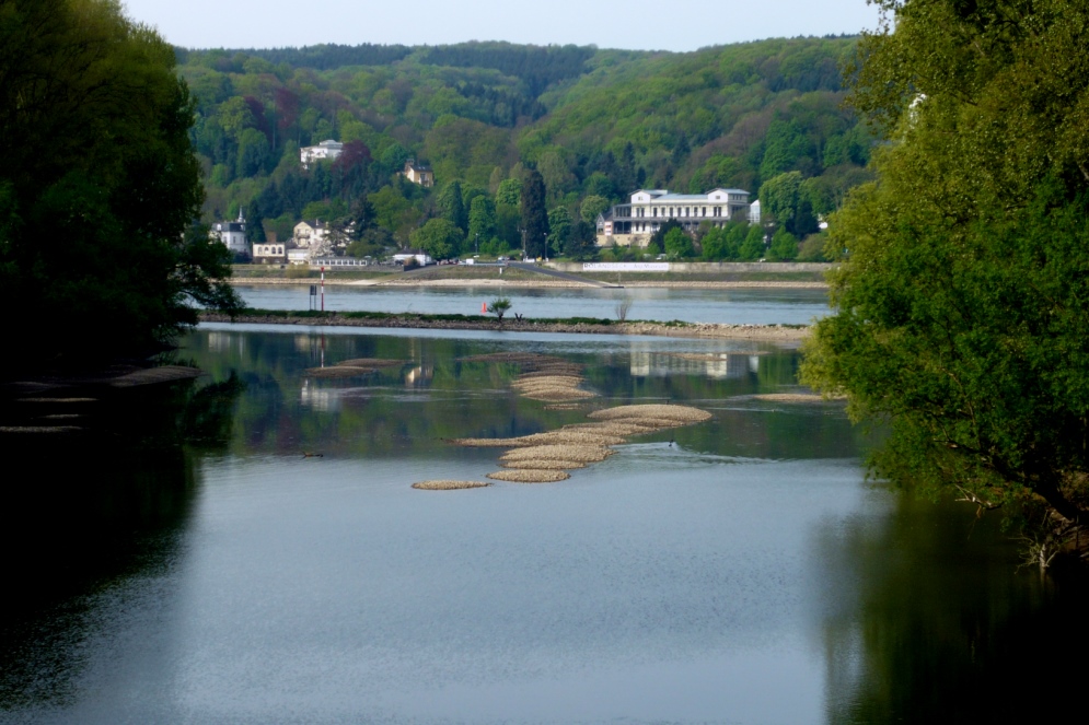 Rhein