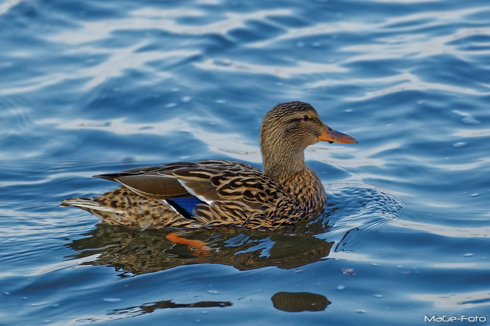 Rhein - Ente