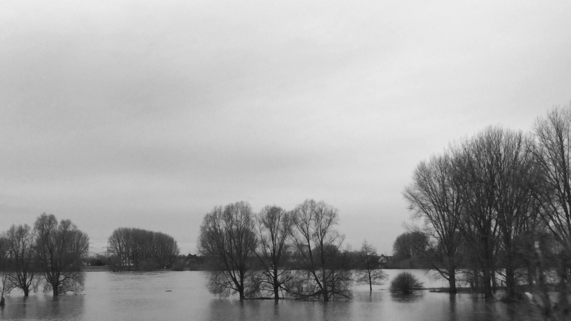 Rhein - Hochwasser