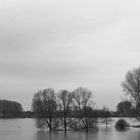 Rhein - Hochwasser