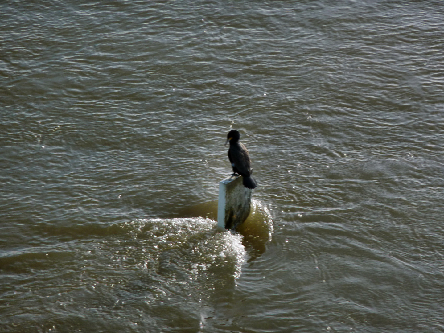 Rhein-Hochwasser