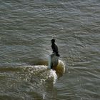 Rhein-Hochwasser