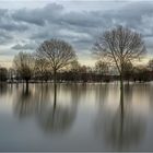 Rhein Hochwasser 2021-01