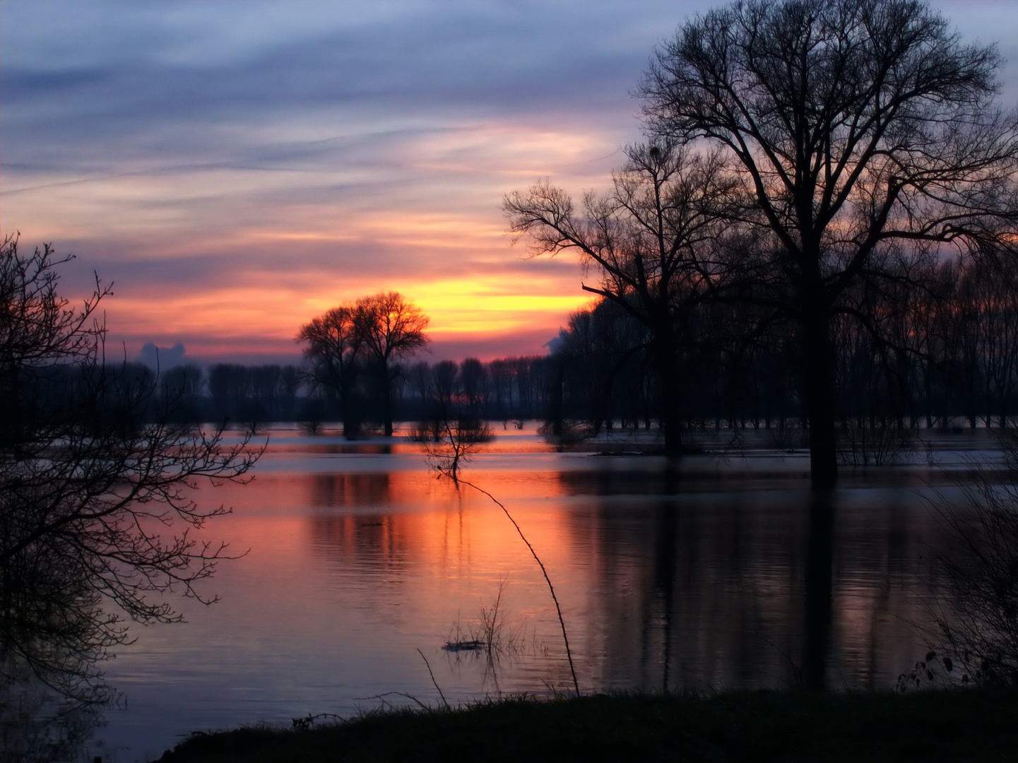 Rhein Hochwasser