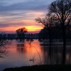 Rhein Hochwasser