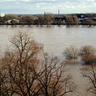 Rhein-Hochwasser