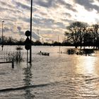 Rhein -Hochwasser bei Orsoy (NRW) 01.2011_01