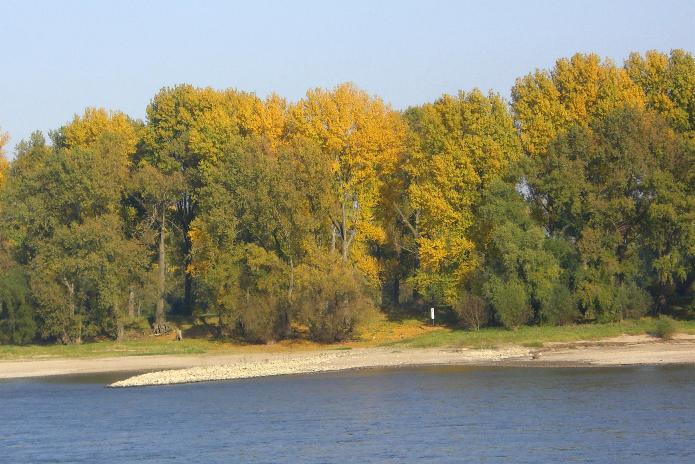 Rhein im Herbst