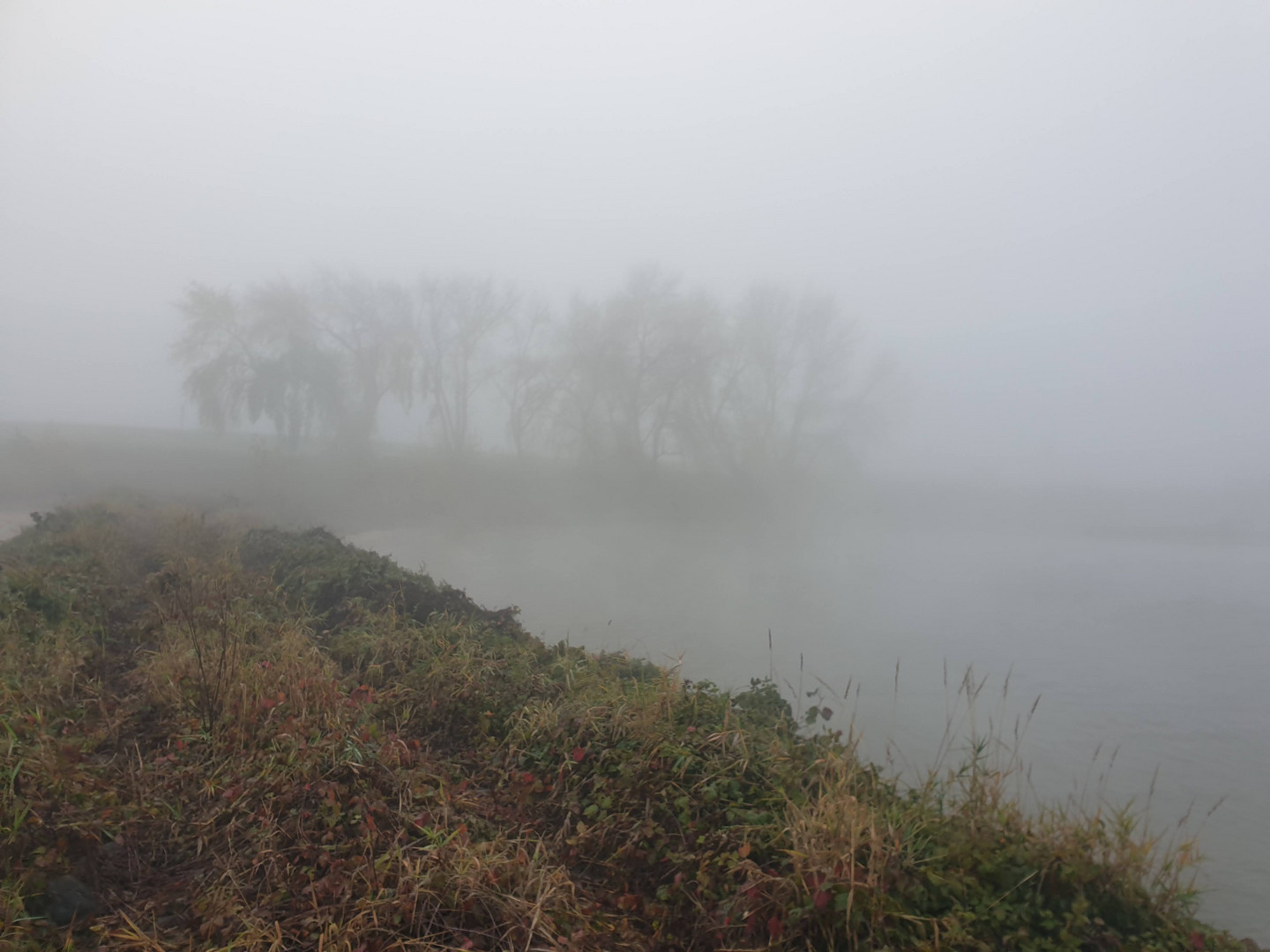 Rhein im Nebel