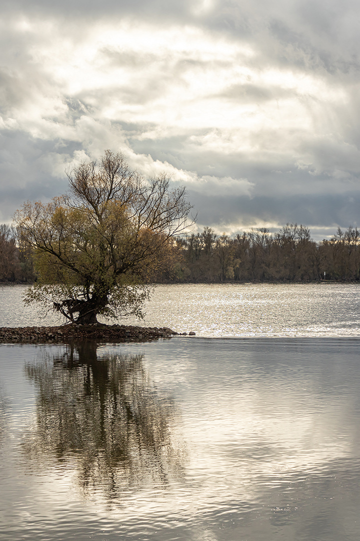 Rhein im Winter1