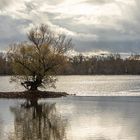 Rhein im Winter1