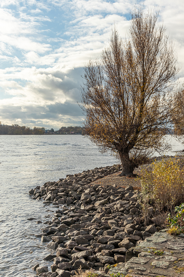 Rhein im Winter2