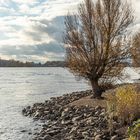 Rhein im Winter2