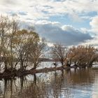 Rhein im Winter3