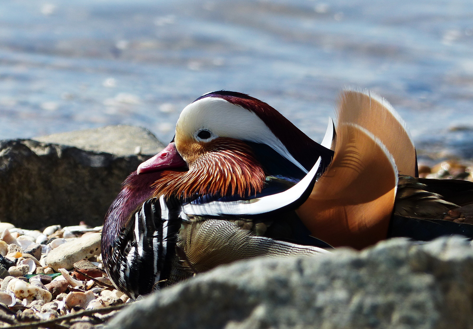 Rhein-Mandarin-Erpel- 2