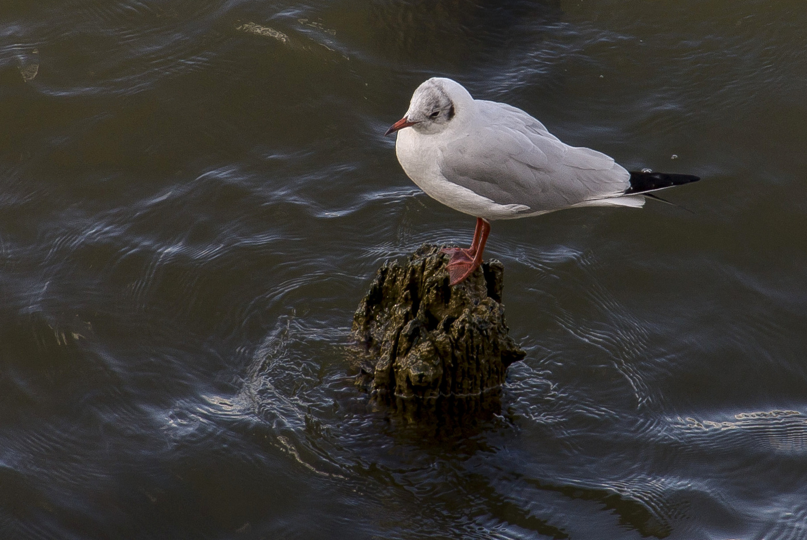 Rhein - Möwe...