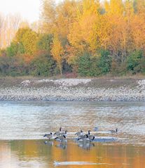 Rhein-Niedrigwasse(5)