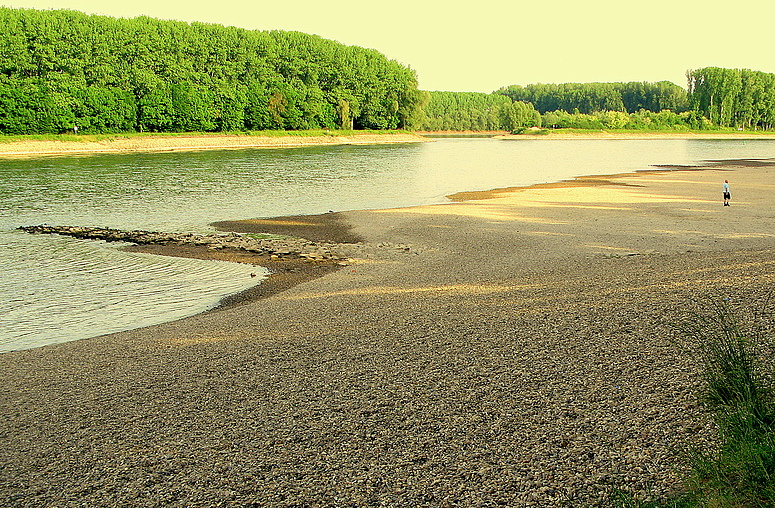 Rhein-Niedrigwasser in Germersheim (1)