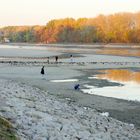 Rhein-Niedrigwasser(1)