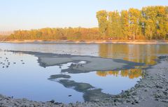 Rhein-Niedrigwasser(4)