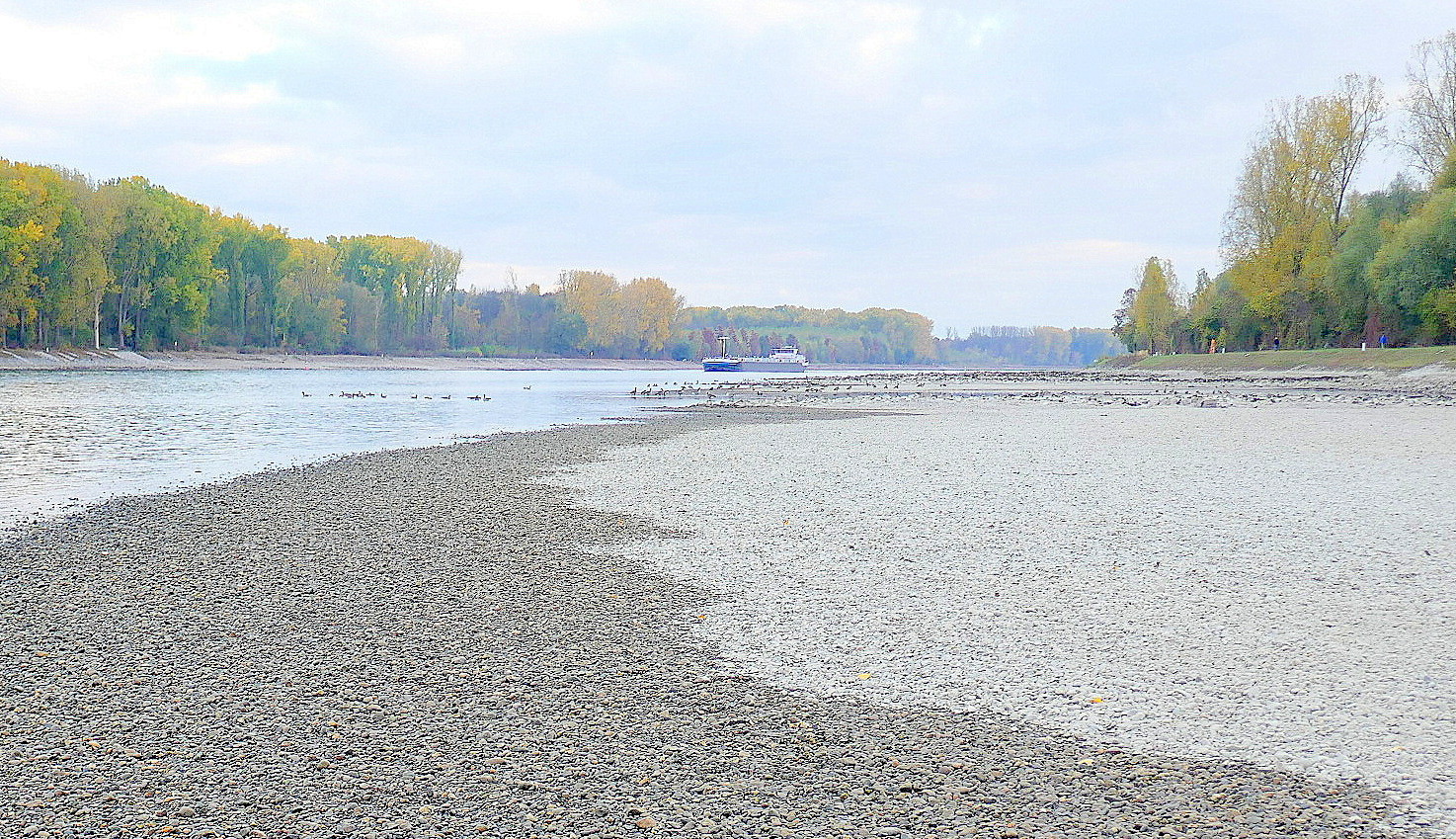 Rhein-Niedrigwasser(6)