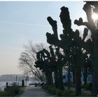 Rhein Promenade  