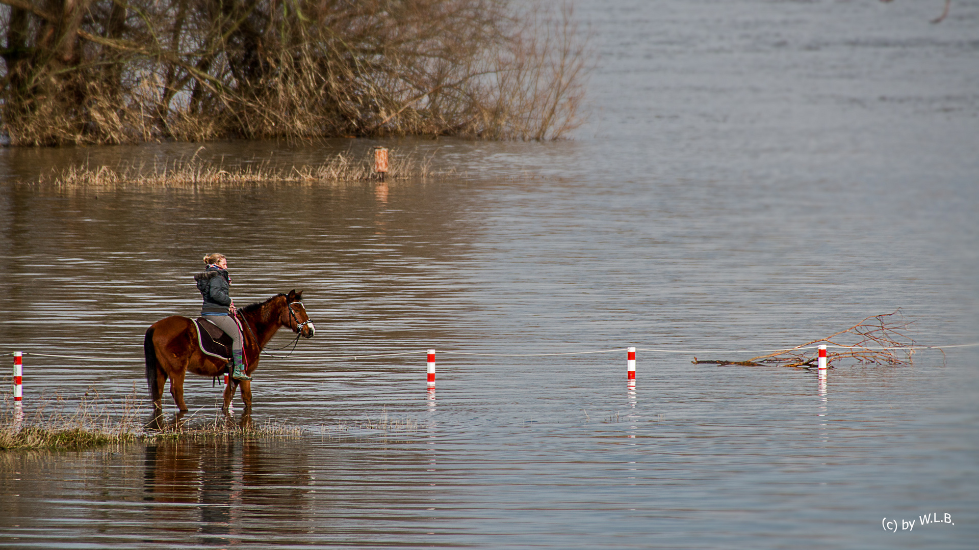 Rhein reiten oder reinreiten