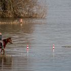 Rhein reiten oder reinreiten