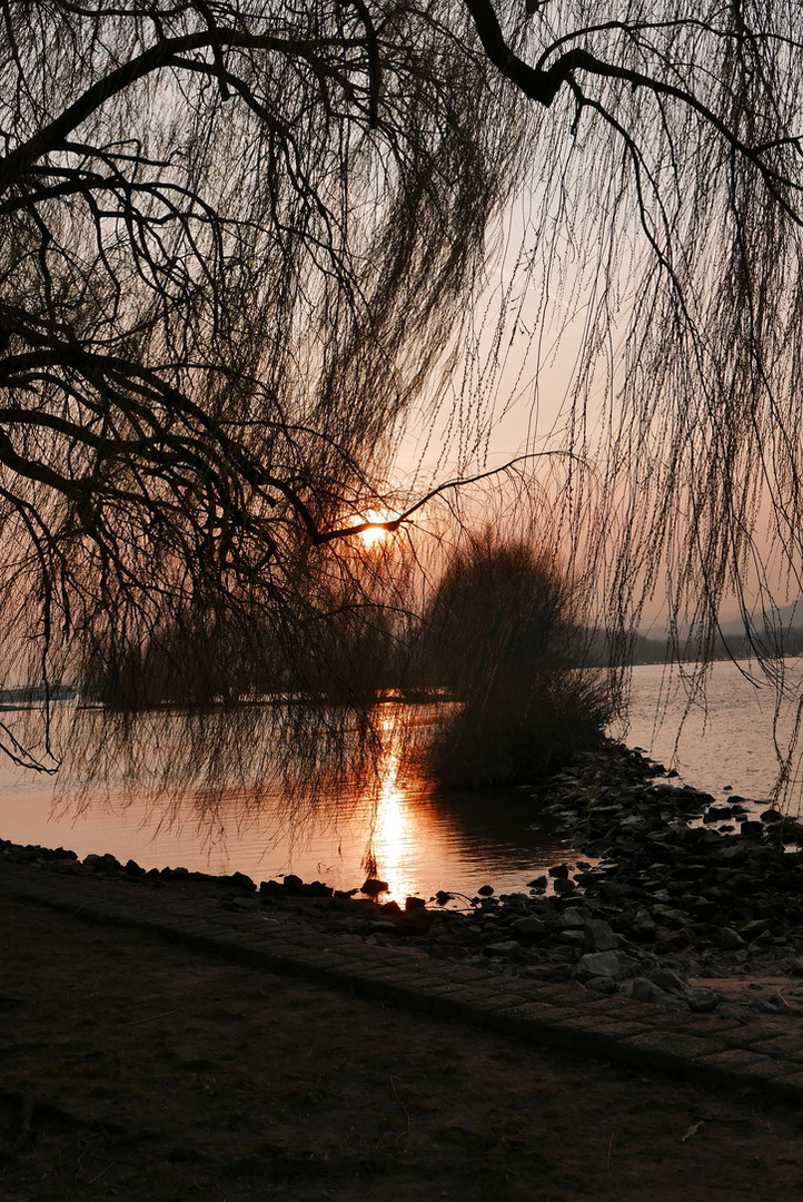 Rhein. Sonnenuntergang