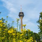 Rhein Tower, Düsseldorf