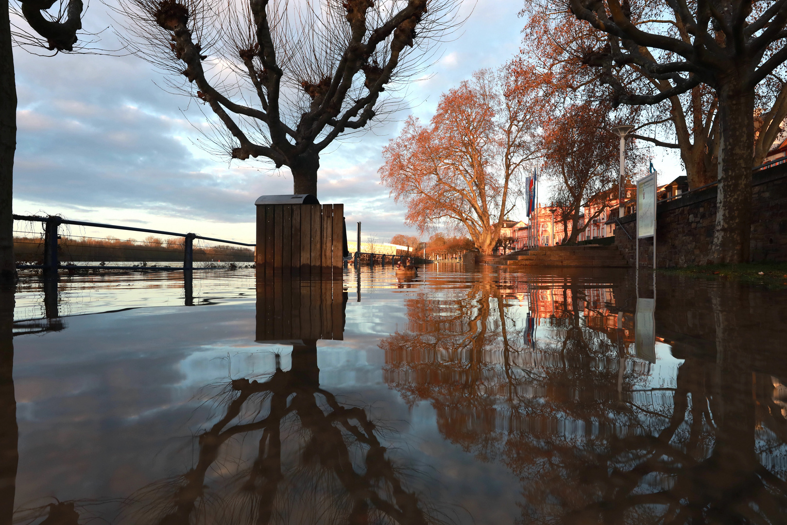 Rhein über Ufer 