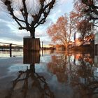 Rhein über Ufer 