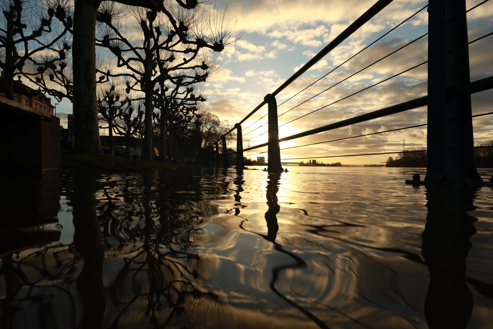 Rhein über Ufer 