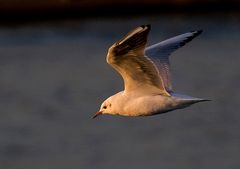 Rhein Überflug