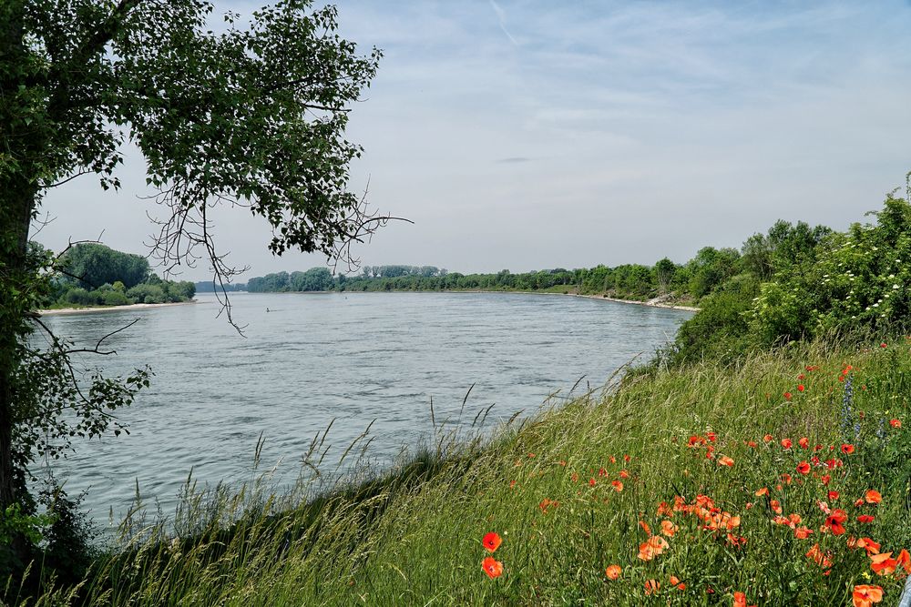 RheinUfer Foto & Bild natur, rhein, landschaft Bilder auf