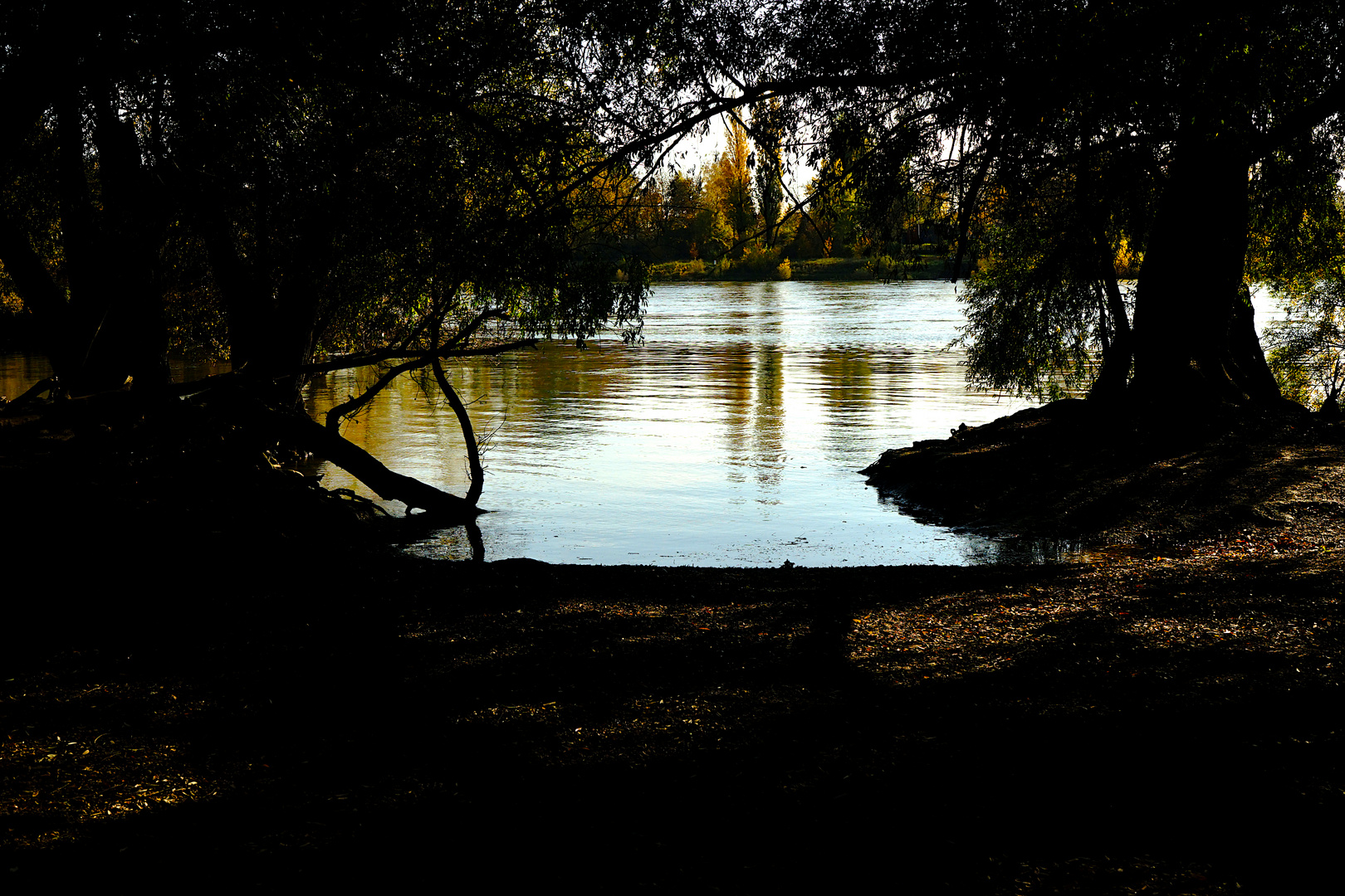 Rhein und Altrhein