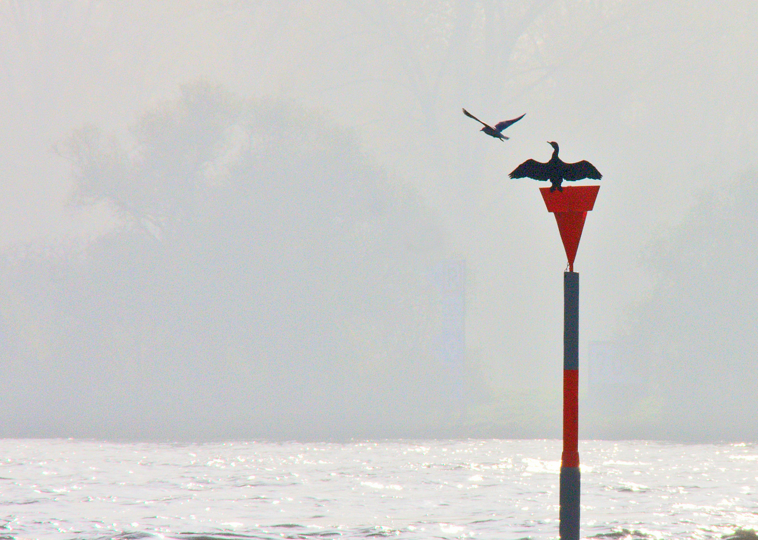 Rhein - Vögel...