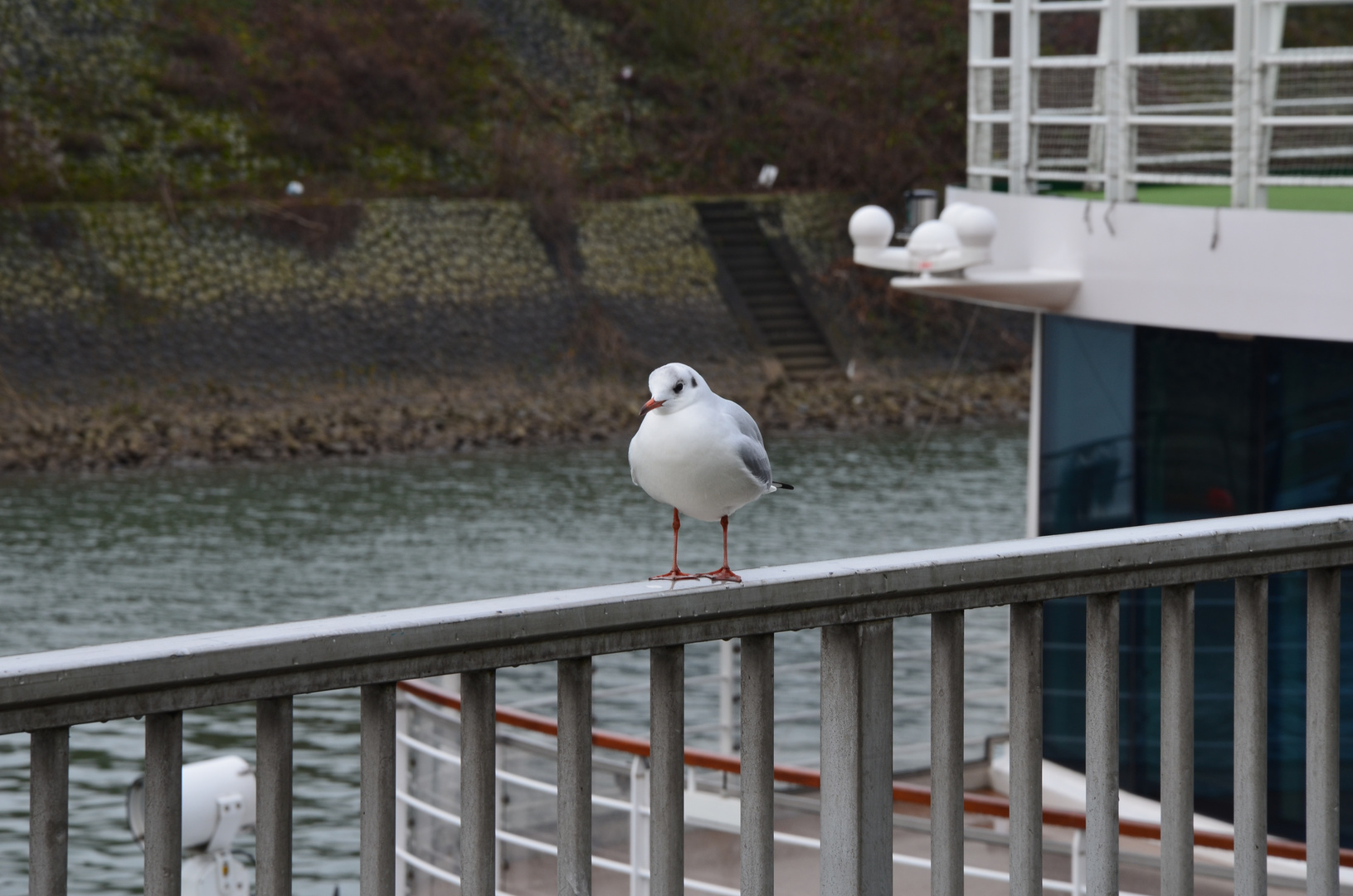 Rhein-vögel beim Posen