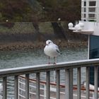 Rhein-vögel beim Posen