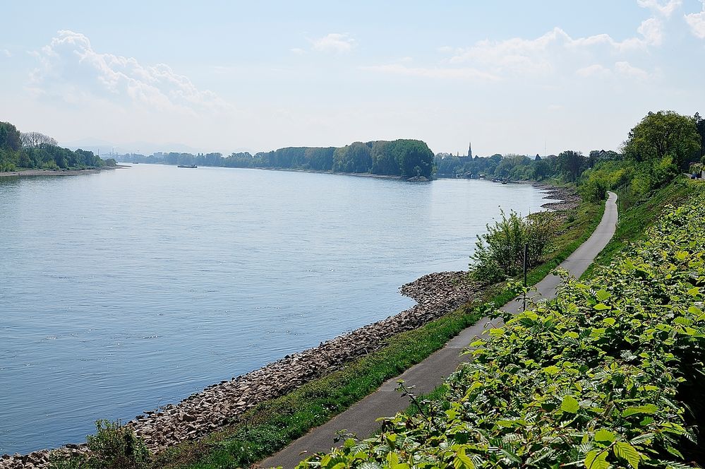 Rhein zwischen Wesseling und Bonn