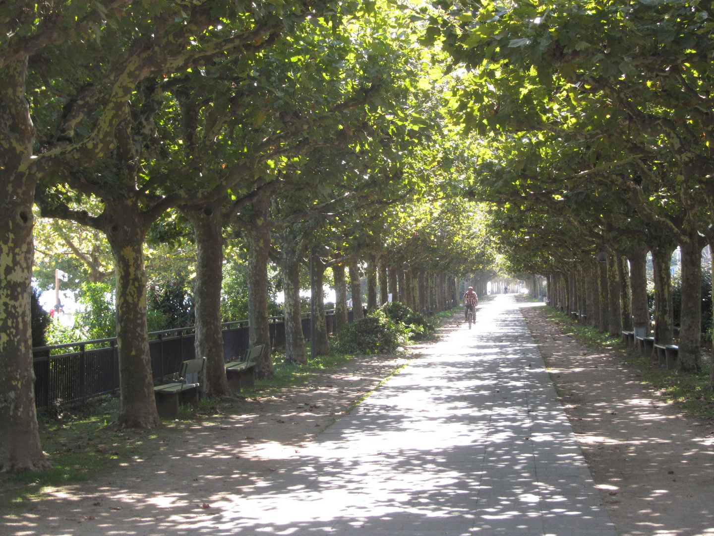 Rheinallee in Mainz