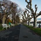 Rheinallee in Rüdesheim