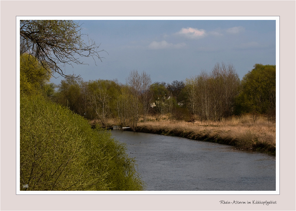 Rheinaltarm im Kühkopfgebiet