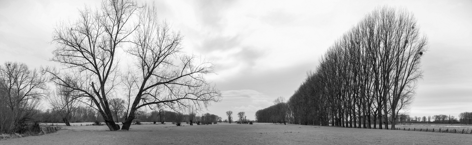 Rheinaue bei Düsseldorf