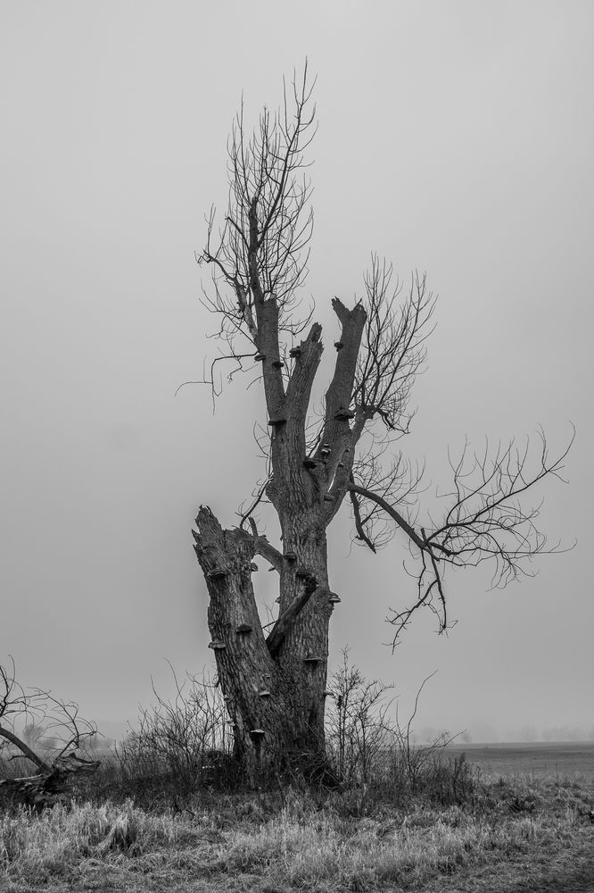 Rheinaue bei Grimlinghausen/Neuss im Nebel