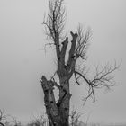 Rheinaue bei Grimlinghausen/Neuss im Nebel