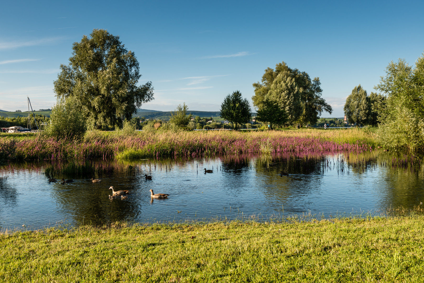 Rheinaue bei Heidenfahrt 2