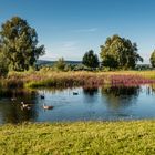 Rheinaue bei Heidenfahrt 2