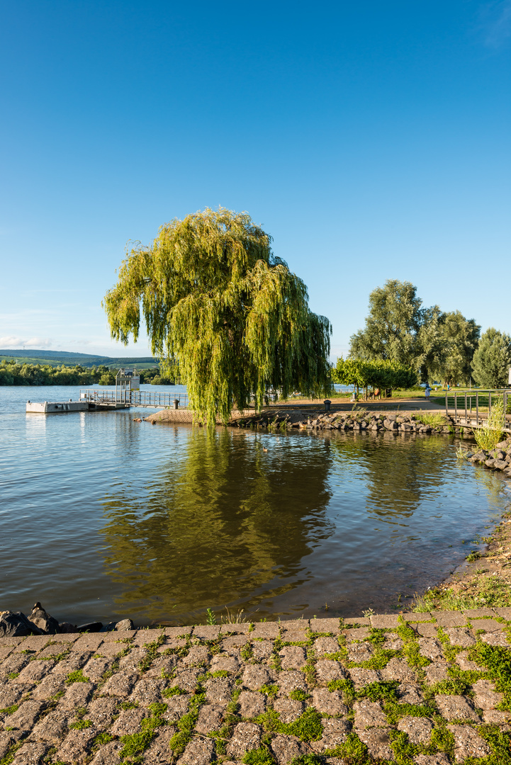 Rheinaue bei Heidenfahrt 4