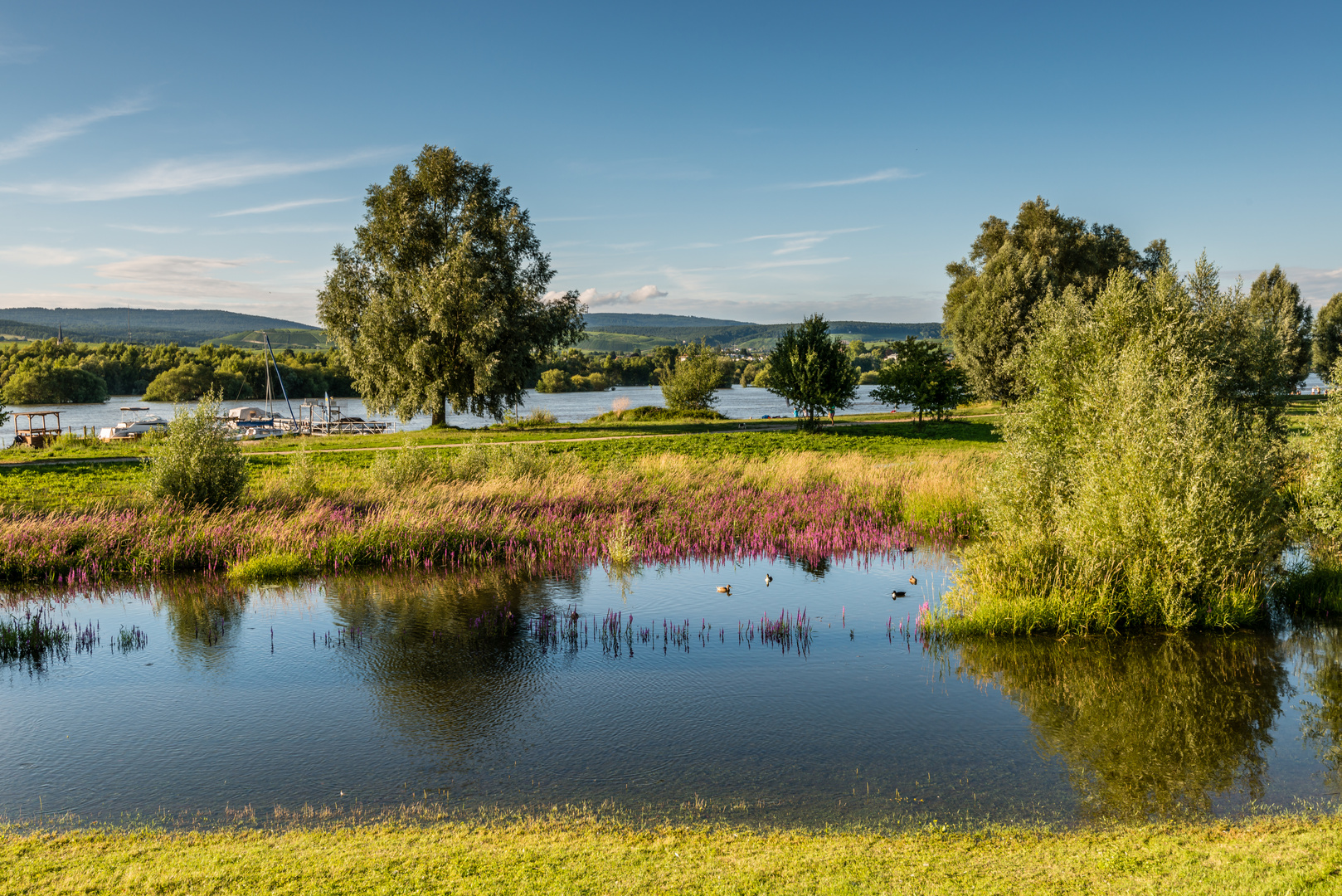 Rheinaue bei Heidenfahrt